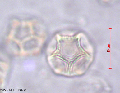 ISEM 1/Alternanthera_ficoidea_20928/Alternanthera_ficoidea_20928_0001(copy)_thumb.jpg